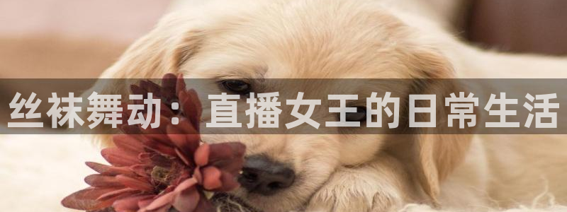 说球帝体育足球篮球五大联赛24小时实时直播：丝袜舞动：直播女王的日常生活